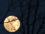 Night Moon